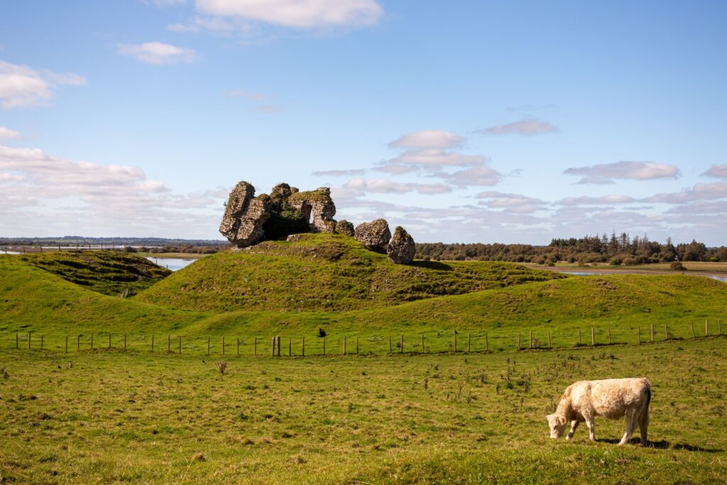 A pale cream Charolais-type cow grazing in a fenced pasture below a collapsed stone castle on a grassy motte, beside the River Shannon in County Offaly, Ireland. The ruin sits on the skyline at the centre: broken masonry walls and huge deta