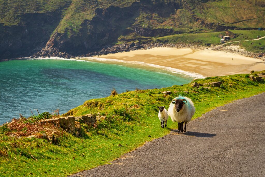 A blackface ewe and her lamb walking down the middle of a narrow tarred road high above a horseshoe beach in County Mayo, Ireland. The ewe faces the camera head on, heavy cream fleece marked with a broad streak of blue-green raddle dye, bla