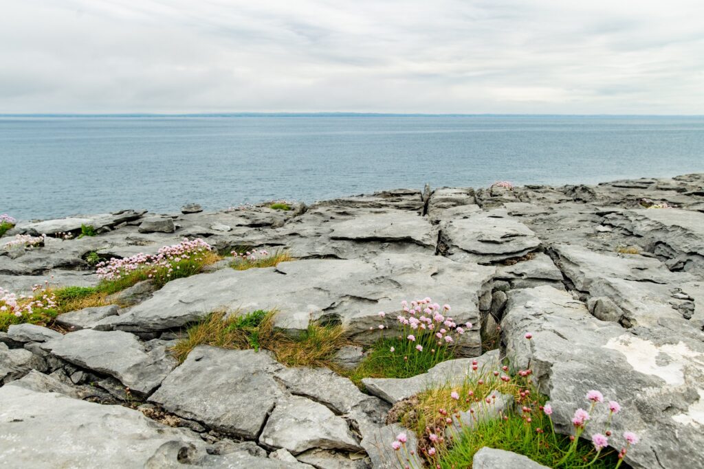 The karst limestone pavement of the Burren on the County Clare coast, Ireland, running flat to the edge of Galway Bay. Grey weathered slabs are split by deep grikes with tufts of grass and clumps of pink sea thrift growing in the fissures.