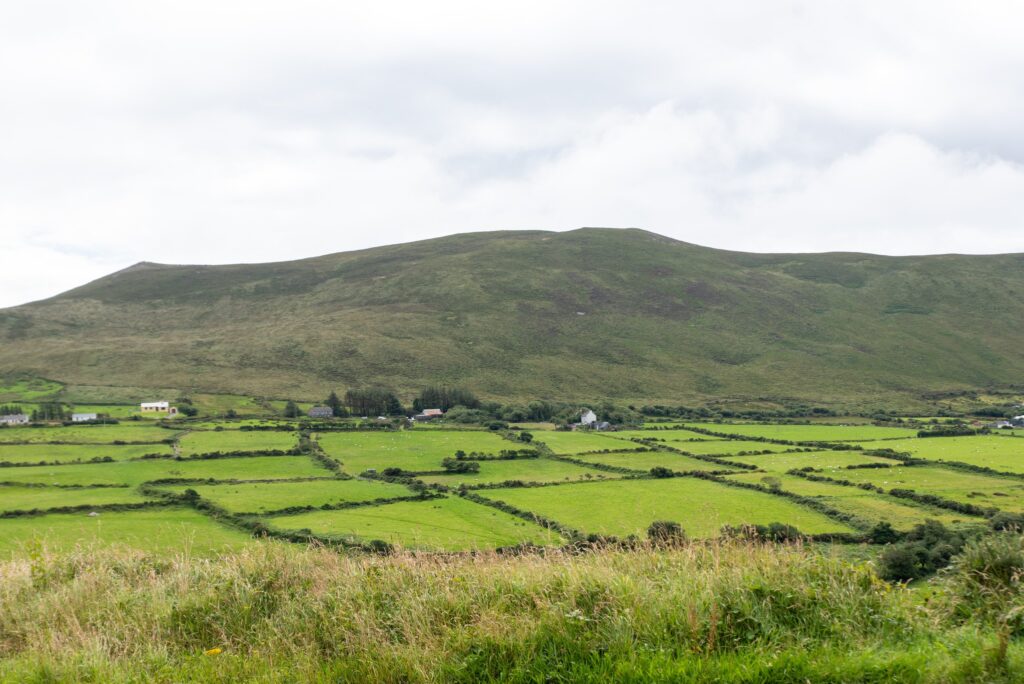 A patchwork of small bright green fields divided by dark hedgerows spreads across a valley floor in rural Ireland, with a few white farmhouses and barns among trees and tiny white sheep dotted in the pastures. A broad, rounded heather-cover