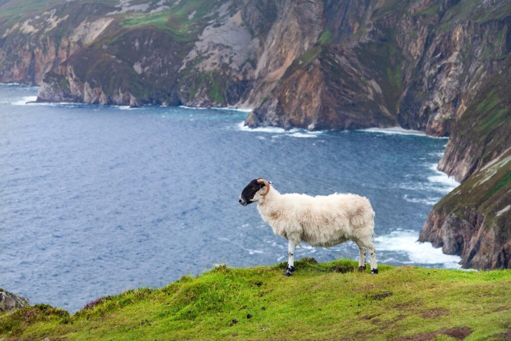 A horned Scottish Blackface sheep with a black face and shaggy cream fleece stands in profile on a bright green grassy clifftop at Slieve League (Sliabh Liag), County Donegal, Ireland, with the towering banded sea cliffs dropping into the d